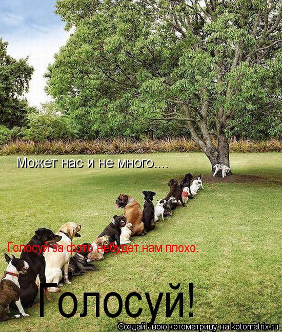 Может нас и не много.... Голосуй за фото небудет нам плохо. Голосуй!... Котоматрица: Может нас и не много.... Голосуй за фото небудет нам плохо. Голосуй!