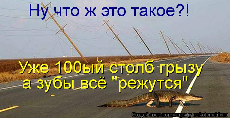 Ну что ж это такое?! Уже 100ый столб грызу а зубы всё "режутся".... Котоматрица: Ну что ж это такое?! Уже 100ый столб грызу а зубы всё "режутся".