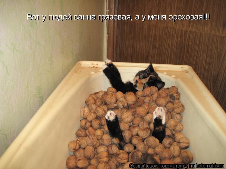 Вот у людей ванна грязевая, а у меня ореховая!!!... Котоматрица: Вот у людей ванна грязевая, а у меня ореховая!!!