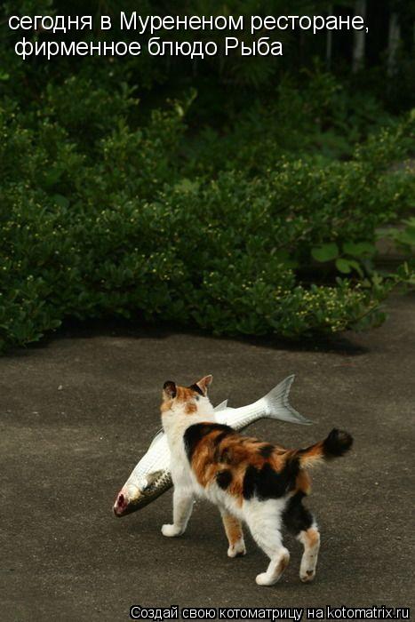 сегодня в Мурененом ресторане, фирменное блюдо Рыба... Котоматрица: сегодня в Мурененом ресторане, фирменное блюдо Рыба