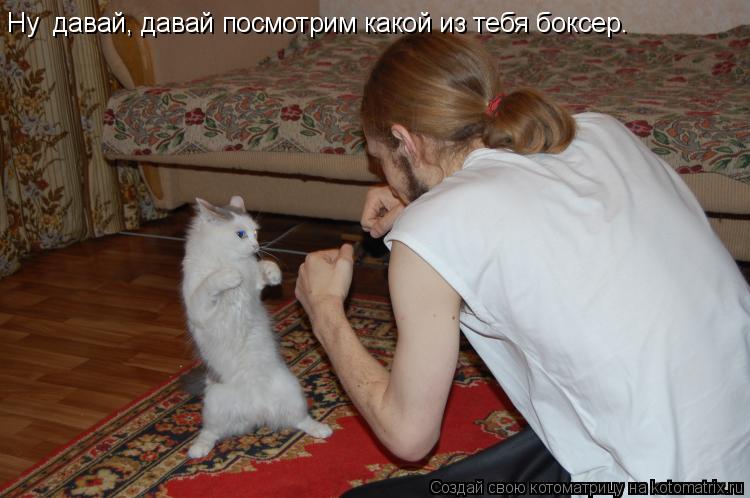 Ну давай, давай посмотрим какой из тебя боксер.... Котоматрица: Ну давай, давай посмотрим какой из тебя боксер.