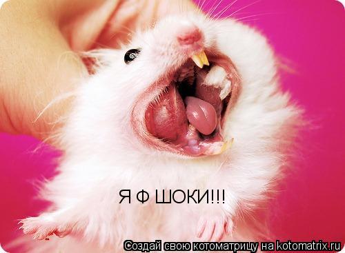 Я Ф ШОКИ!!!... Котоматрица: Я Ф ШОКИ!!!