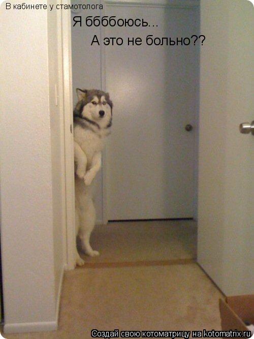 Я ббббоюсь... А это не больно?? В кабинете у стамотолога... Котоматрица: Я ббббоюсь... А это не больно?? В кабинете у стамотолога
