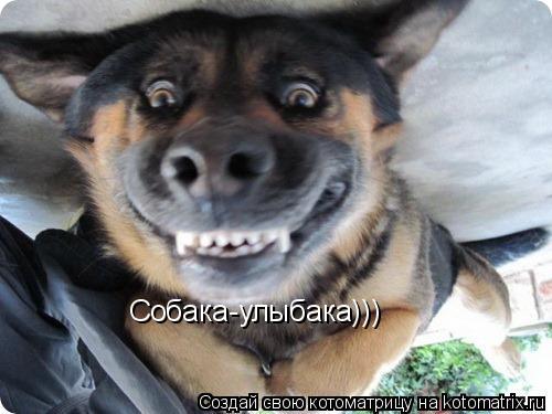 Собака-улыбака)))... Котоматрица: Собака-улыбака)))