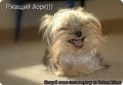 Ржащий йорк)))... Котоматрица: Ржащий йорк)))