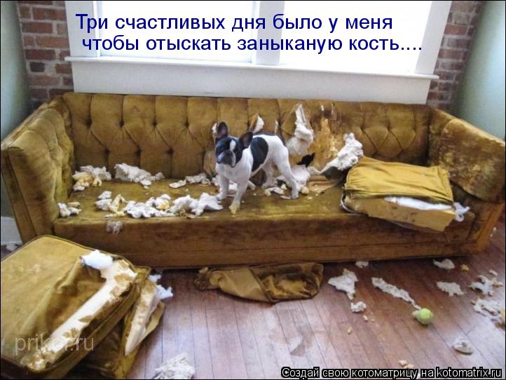 Три счастливых дня было у меня чтобы отыскать заныканую кость....... Котоматрица: Три счастливых дня было у меня чтобы отыскать заныканую кость....