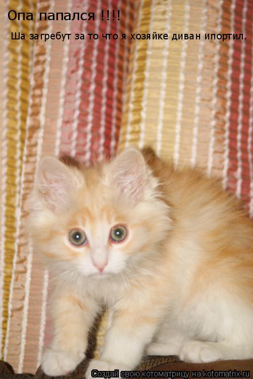 Опа папался !!!! Ша загребут за то что я хозяйке диван ипортил.... Котоматрица: Опа папался !!!! Ша загребут за то что я хозяйке диван ипортил.