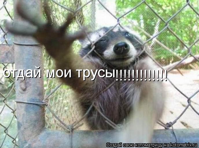 отдай мои трусы !!!!!!!!!!!!!... Котоматрица: отдай мои трусы !!!!!!!!!!!!!