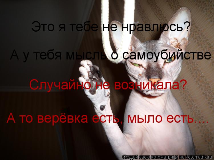 Это я тебе не нравлюсь? А у тебя мысль о самоубийстве Случайно не возникала? А то верёвка есть, мыло ... Котоматрица: Это я тебе не нравлюсь? А у тебя мысль о самоубийстве Случайно не возникала? А то верёвка есть, мыло есть....