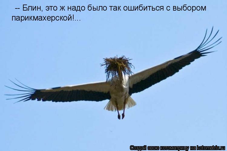 -- Блин, это ж надо было так ошибиться с выбором парикмахерской!...... Котоматрица: -- Блин, это ж надо было так ошибиться с выбором парикмахерской!...