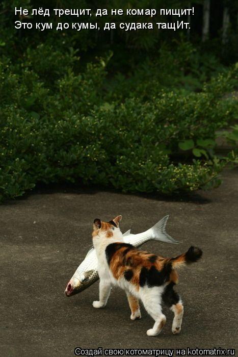 Котоматрица: Не лёд трещит, да не комар пищит! Это кум до кумы, да судака тащИт.