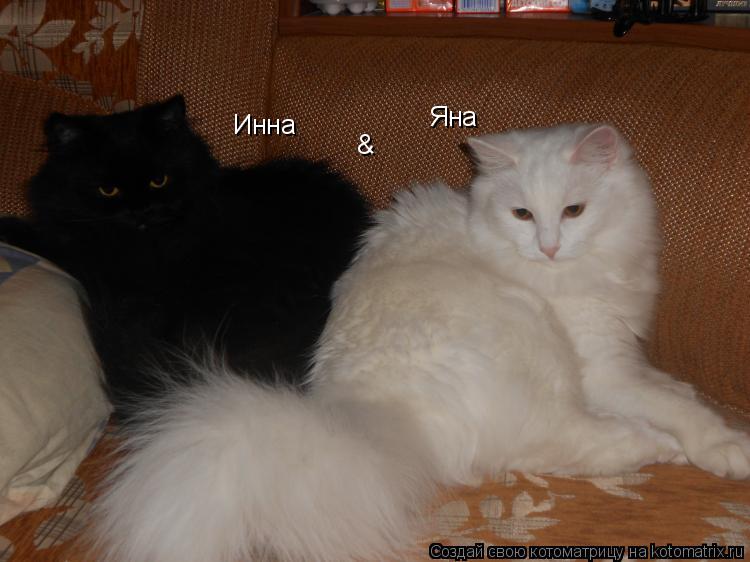 Котоматрица: Инна & Яна