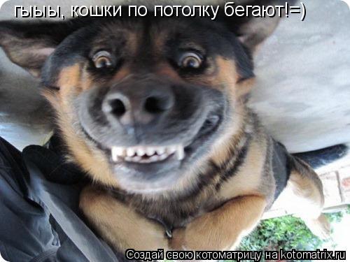 Котоматрица: гыыы, кошки по потолку бегают!=)