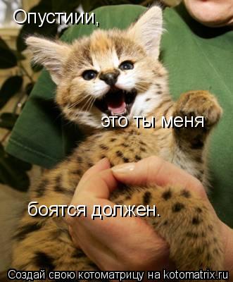 Котоматрица: Опустиии, это ты меня боятся должен.