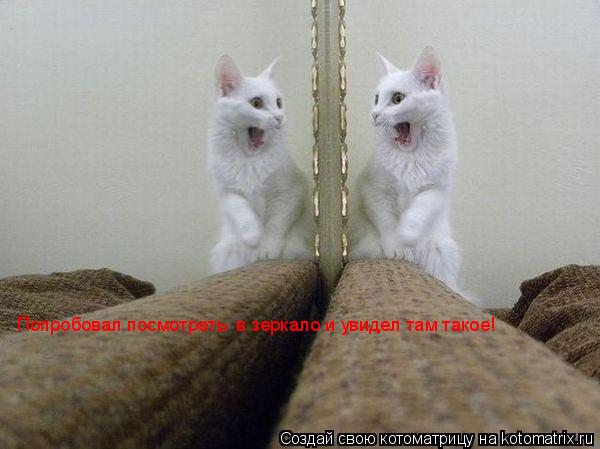 Котоматрица: Попробовал посмотреть  в зеркало и увидел там такое!