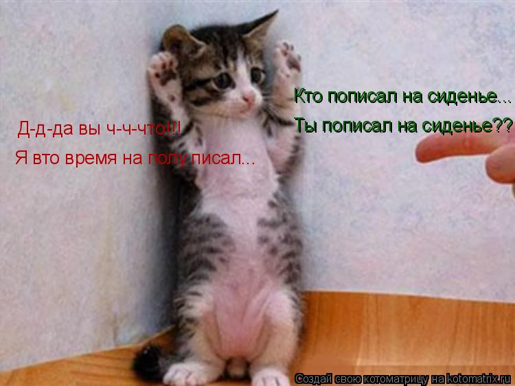 Котоматрица: Кто пописал на сиденье... Ты пописал на сиденье?? Д-д-да вы ч-ч-что!!! Я вто время на полу писал...
