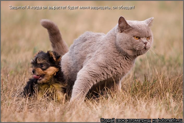 Котоматрица: Защитю! А когда он вырастет будет меня защищать, он обещал!