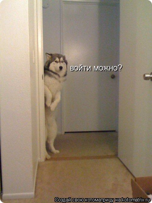 Котоматрица: войти можно?