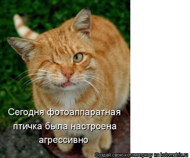Сегодня фотоаппаратная птичка была настроена агрессивно... Котоматрица: Сегодня фотоаппаратная птичка была настроена агрессивно