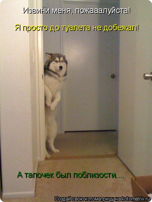 Котоматрица: Извини меня, пожааалуйста! Я просто до туалета не добежал! А тапочек был поблизости....