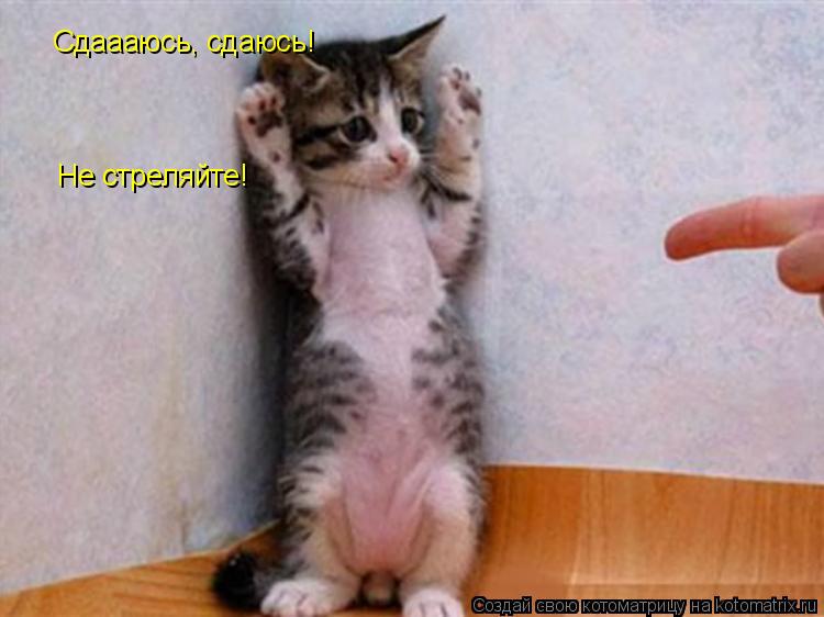 Котоматрица: Сдаааюсь, сдаюсь! Не стреляйте!