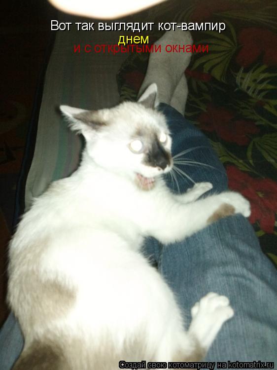 Котоматрица: Вот так выглядит кот-вампир  днем и с открытыми окнами