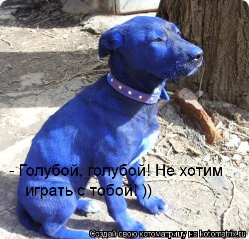 Котоматрица: - Голубой, голубой! Не хотим  играть с тобой! ))