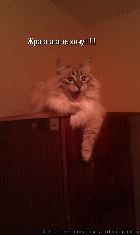 Котоматрица: Жра-а-а-а-ть хочу!!!!!!