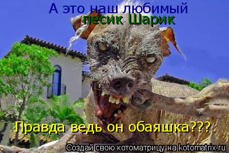 Котоматрица: А это наш любимый песик Шарик Правда ведь он обаяшка???