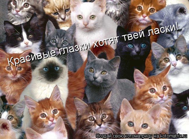 Котоматрица: Красивые глазки хотят твей ласки!
