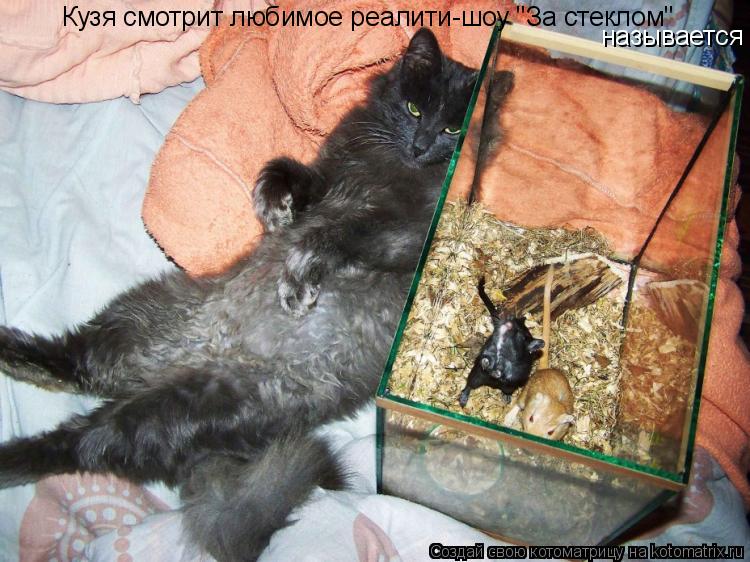 Котоматрица: Кузя смотрит любимое реалити-шоу "За стеклом" называется