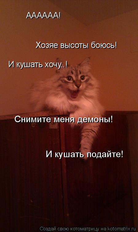 Котоматрица: АААААА! Хозяе высоты боюсь! И кушать хочу..! Снимите меня демоны! И кушать подайте!