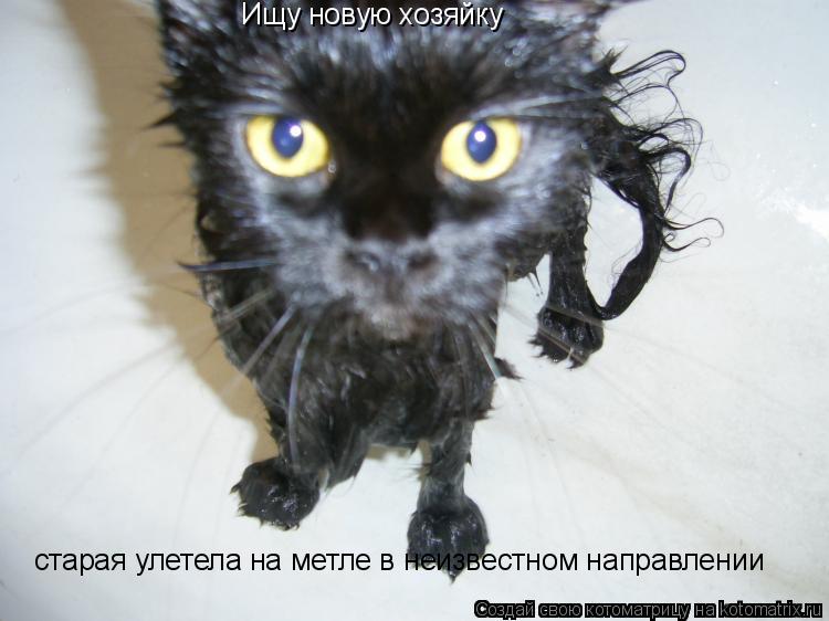 Котоматрица: Ищу новую хозяйку старая улетела на метле в неизвестном направлении