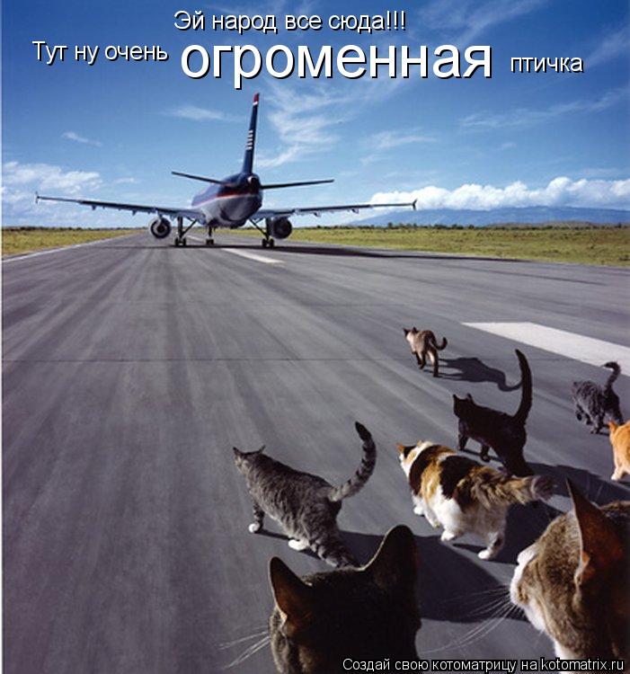 Котоматрица: Эй народ все сюда!!! Тут ну очень            огроменная         птичка