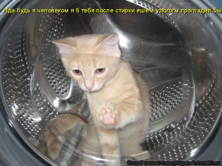 Котоматрица: Нда будь я человеком я б тебя после стирки еше и утюгогм прогладил бы!!!