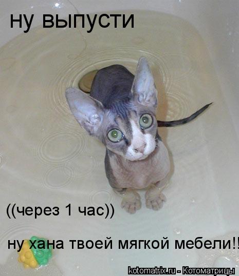 Котоматрица: ну выпусти  ((через 1 час))  ну хана твоей мягкой мебели!!!