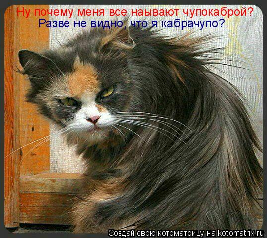Котоматрица: Ну почему меня все наывают чупокаброй? Разве не видно, что я кабрачупо?
