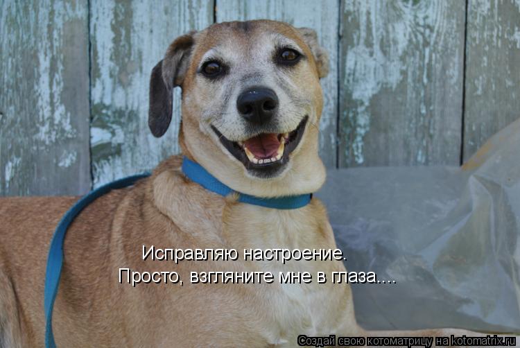 Котоматрица: Исправляю настроение. Просто, взгляните мне в глаза....