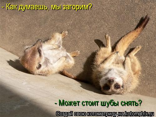 Котоматрица: - Как думаешь, мы загорим? - Может стоит шубы снять?