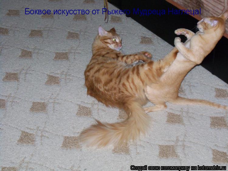 Котоматрица: Боквое искусство от Рыжего Мудреца Наглеца!