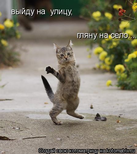 Котоматрица: выйду на  улицу, гляну на село....