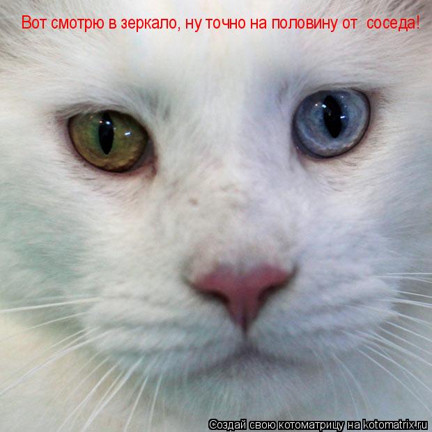 Котоматрица: Вот смотрю в зеркало, ну точно на половину от  соседа! Вот смотрю в зеркало, ну точно на половину от  соседа!