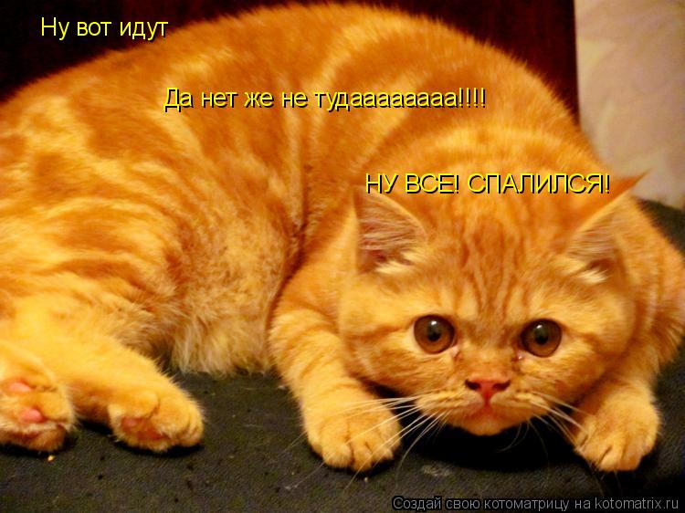 Котоматрица: Ну вот идут Да нет же не тудаааааааа!!!! НУ ВСЕ! СПАЛИЛСЯ!