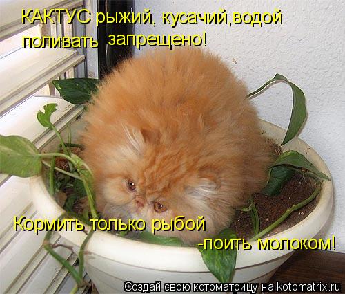 Котоматрица: КАКТУС рыжий, кусачий,водой поливать запрещено! Кормить только рыбой -поить молоком!