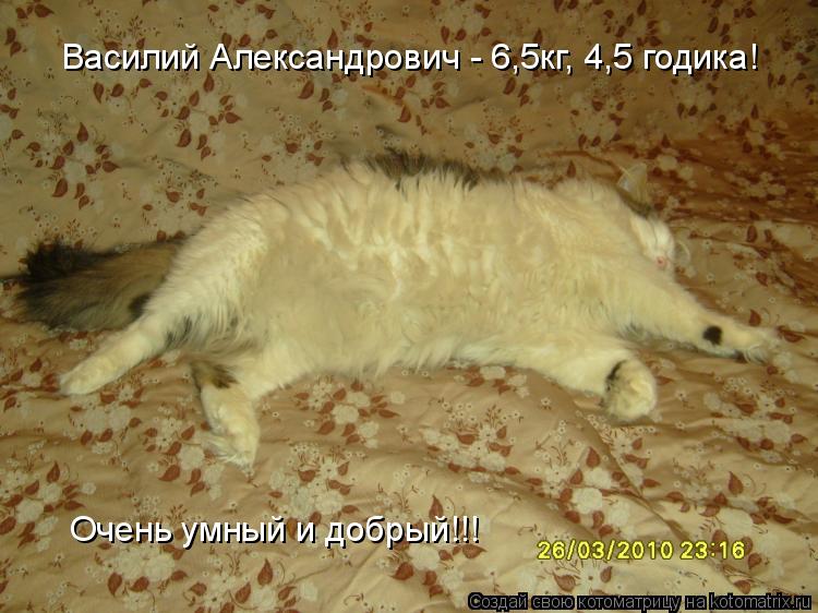 Котоматрица: Василий Александрович - 6,5кг, 4,5 годика! Очень умный и добрый!!!