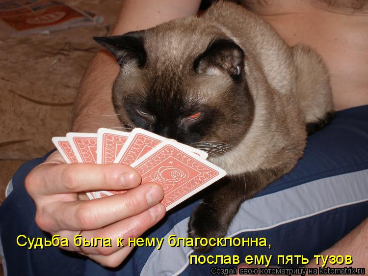 Котоматрица: Судьба была к нему благосклонна, послав ему пять тузов