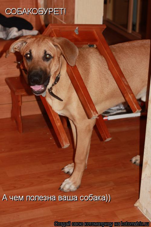 Котоматрица: СОБАКОБУРЕТ! А чем полезна ваша собака))