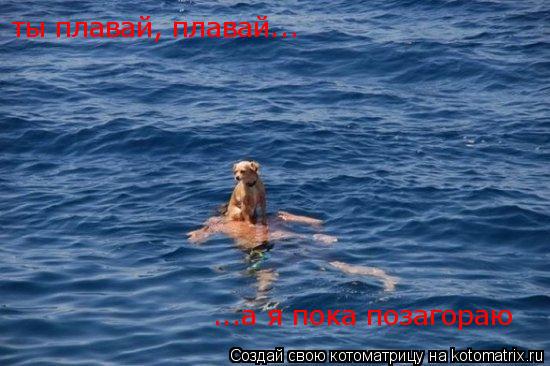 Котоматрица: ты плавай, плавай...  ...а я пока позагораю