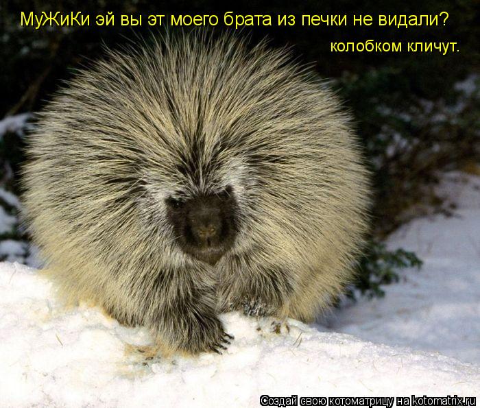 Котоматрица: МуЖиКи эй вы эт моего брата из печки не видали? колобком кличут.