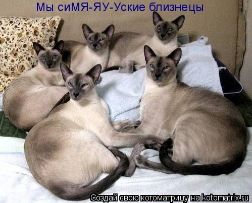 Котоматрица: Мы сиМЯ-ЯУ-Уские близнецы